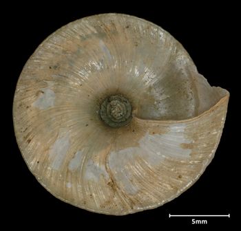 Media type: image;   Malacology 32522 Aspect: basal